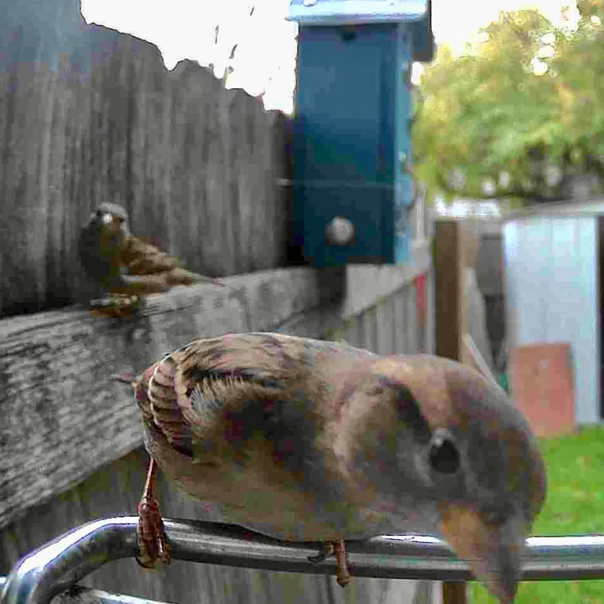 Video Camera Bird Feeder by