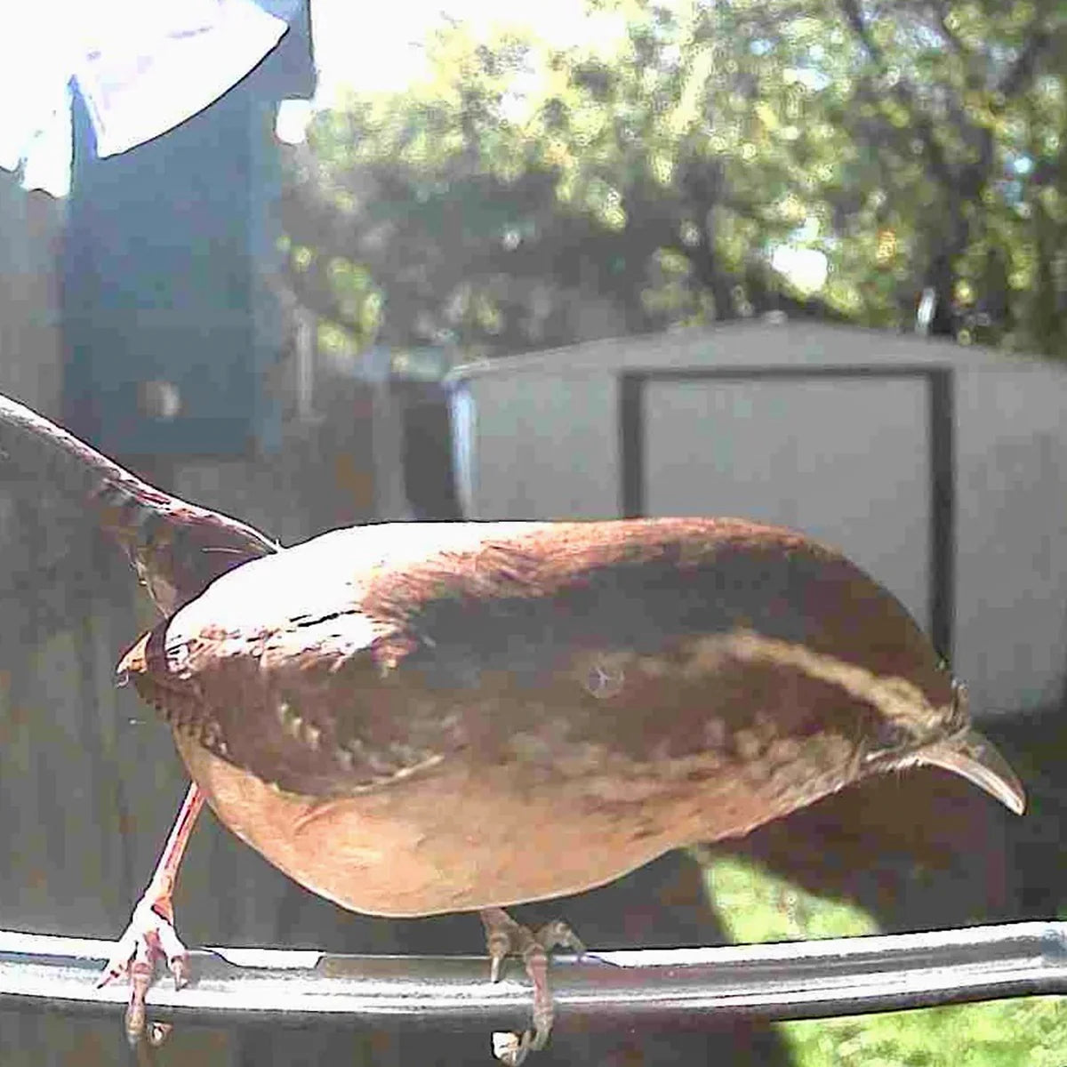 Video Camera Bird Feeder by