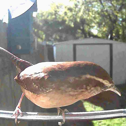 Video Camera Bird Feeder by