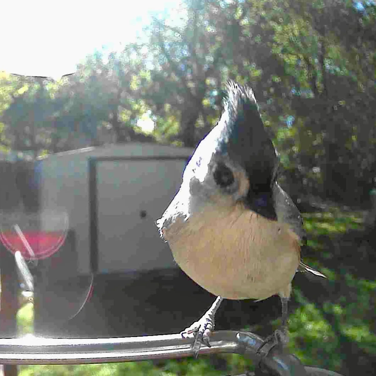 Video Camera Bird Feeder by