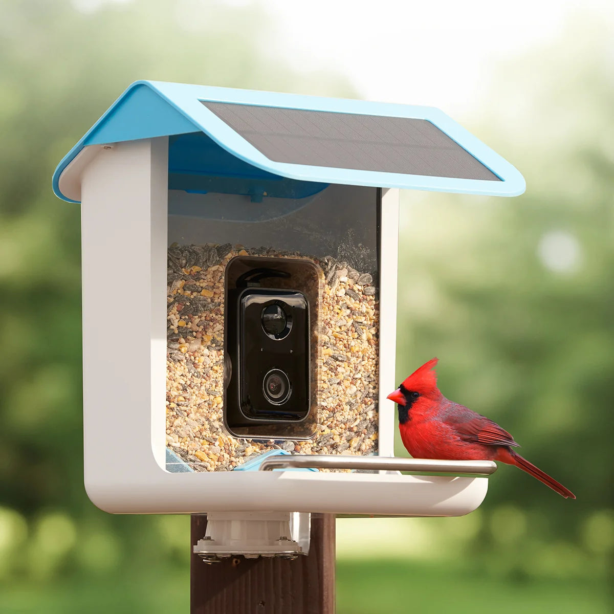 Video Camera Bird Feeder by