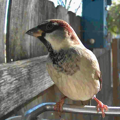 Video Camera Bird Feeder by
