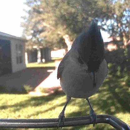 Video Camera Bird Feeder by