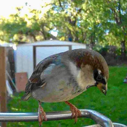 Video Camera Bird Feeder by