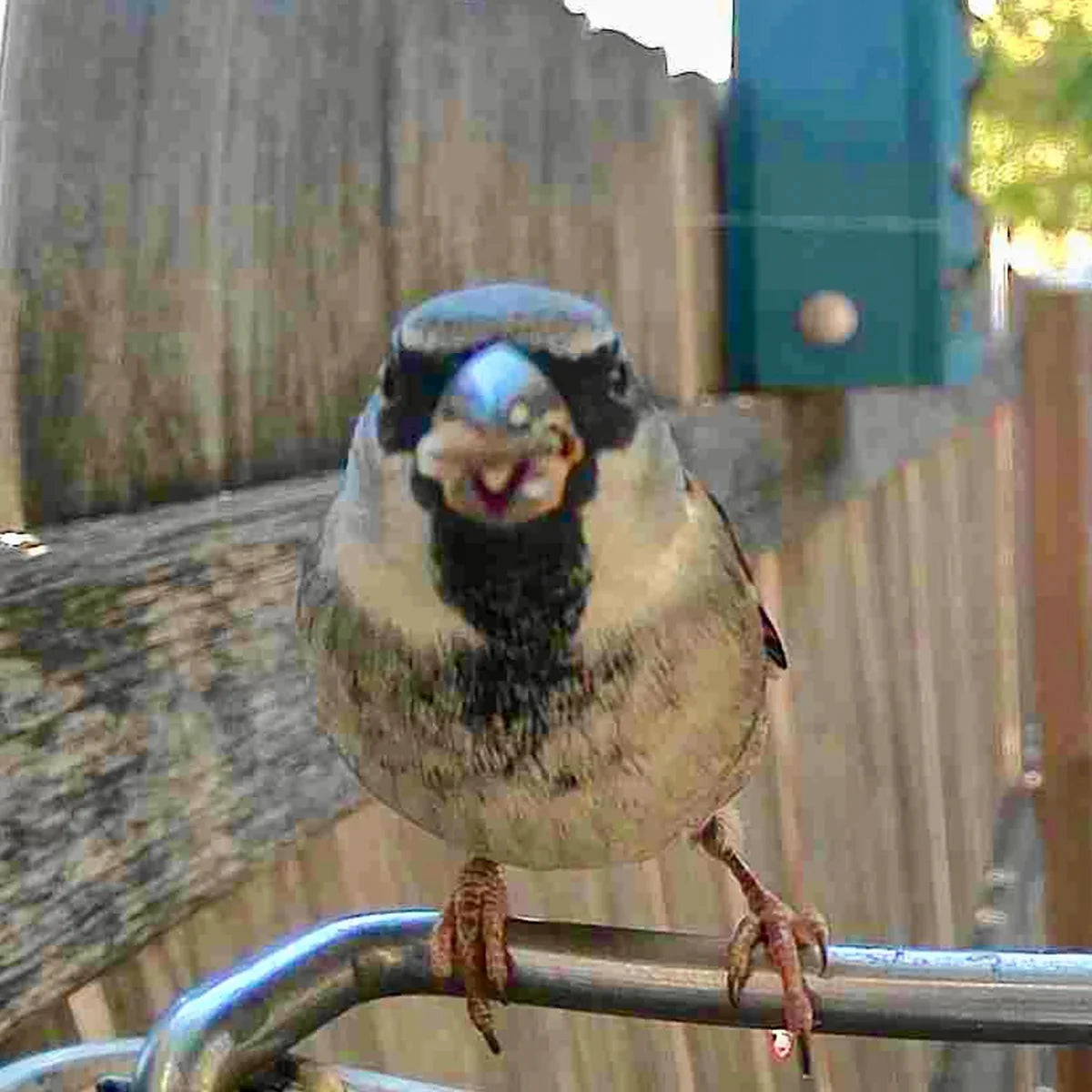 Video Camera Bird Feeder by